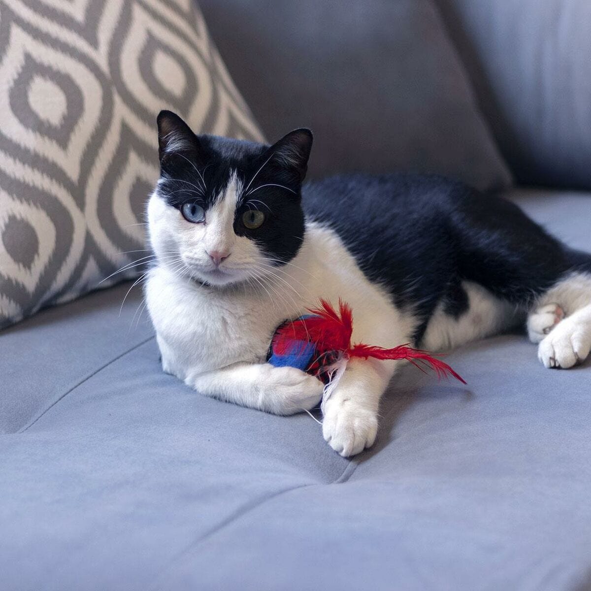 Spider-Man Haustier-Produkte, Katzen Katzenspielzeug Spider-Man